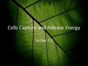 Cells Capture and Release Energy Section 2 2