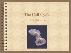 The Cell Cycle Cell Division Onion Cells Cell