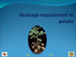 Drainage requirement in potato Next End Potatoes prefer