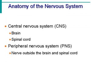 Anatomy of the Nervous System Central nervous system