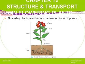 CHAPTER 12 STRUCTURE TRANSPORT IN FLOWERING PLANTS Flowering