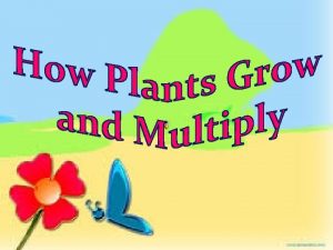 Most plants grow from seeds Sexual Reproduction The