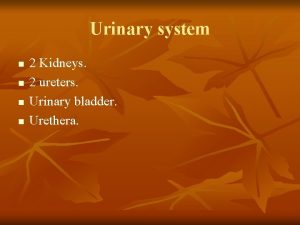 Urinary system n n 2 Kidneys 2 ureters