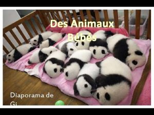 Des Animaux Bbs Diaporama de Gi 39 bbs