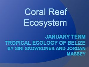 JANUARY TERM TROPICAL ECOLOGY OF BELIZE BY SIRI