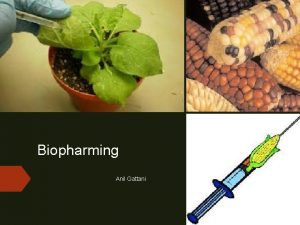 Biopharming Anil Gattani Bioreactor Genes transferred into animal
