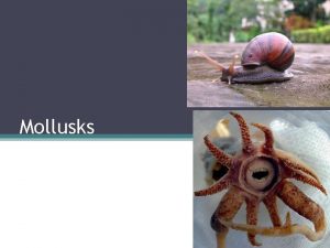 Mollusks General Characteristics Kingdom Animalia Phylum Mollusca soft