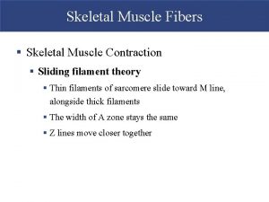 Skeletal Muscle Fibers Skeletal Muscle Contraction Sliding filament