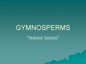 GYMNOSPERMS Naked Seeds General Characteristics u Vascular u