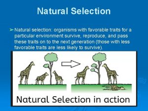 Natural Selection Natural selection organisms with favorable traits