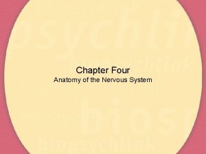 Chapter Four Anatomy of the Nervous System Divisions