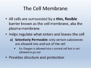 The Cell Membrane All cells are surrounded by