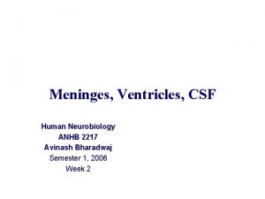 Meninges Ventricles CSF Human Neurobiology ANHB 2217 Avinash