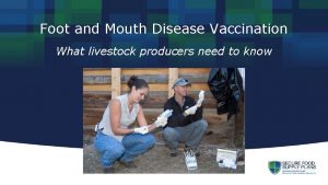 Foot and Mouth Disease Vaccination What livestock producers