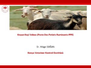 Koyun Kei Vebas Peste Des Petiets RuminantsPPR Dr