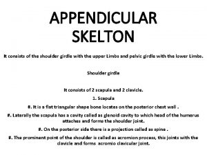 APPENDICULAR SKELTON It consists of the shoulder girdle