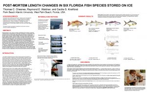 POSTMORTEM LENGTH CHANGES IN SIX FLORIDA FISH SPECIES