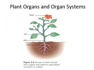 Plant Organs and Organ Systems Plant Organs Roots
