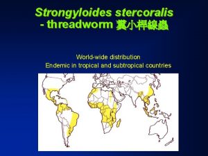 Strongyloides stercoralis threadworm Worldwide distribution Endemic in tropical
