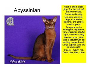 Abyssinian Coat is short close lying fine but