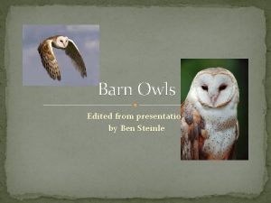 Barn Owls Edited from presentation by Ben Steinle