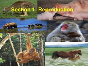 Meiosis and Sexual Reproduction Section 1 Reproduction Meiosis