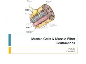 Muscle Cells Muscle Fiber Contractions Packet Chapter 49