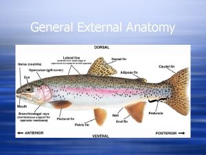 General External Anatomy Medial Fins w Unpaired fins