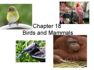 Chapter 18 Birds and Mammals Section 1 Warmblooded