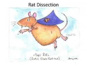 Rat Dissection Rat Dissection l l l Scientific