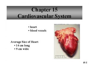 Chapter 15 Cardiovascular System heart blood vessels Average