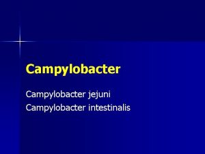 Campylobacter jejuni Campylobacter intestinalis What Is Campylobacter jejuni