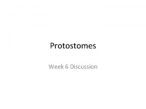 Protostomes Week 6 Discussion Overview of Protostomes Most