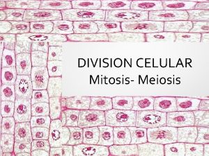 DIVISION CELULAR Mitosis Meiosis MITOSIS MEIOSIS crecimiento de