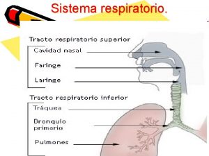 Sistema respiratorio El sistema respiratorio La respiracin es