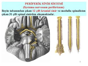 PERFERK SNR SSTEM Systema nervosum perifericum Beyin tabanndan