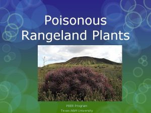 Poisonous Rangeland Plants PEER Program Texas AM University