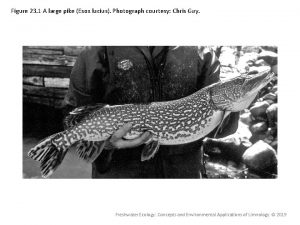Figure 23 1 A large pike Esox lucius