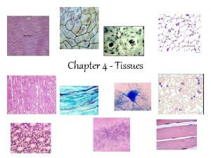 Chapter 4 Tissues Tissues Definition A group of