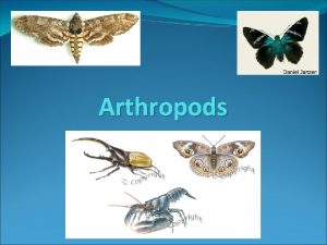 Arthropods Arthropods Segmented body Tough Exoskeleton chitin Jointed