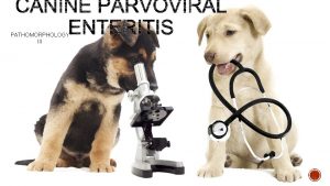 PATHOMORPHOLOGY III ETIOLOGY SOURCES OF INFECTION TRANSMISSION PATHOGENESIS