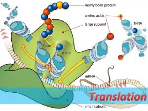 Translation DNA stands for deoxyribonucleic acid Both DNA