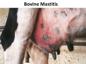 Bovine Mastitis Normal udder Vascularisation of udder Mastitisinflammed