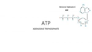 ATP ADENOSINE TRIPHOSPHATE ENERGY Where does energy come