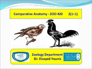 Comparative Anatomy ZOO 420 Zoology Department Dr Elsayed