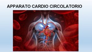 APPARATO CARDIO CIRCOLATORIO LAPPARATO CARDIOCIRCOLATORIO Il sistema cardiocircolatorio