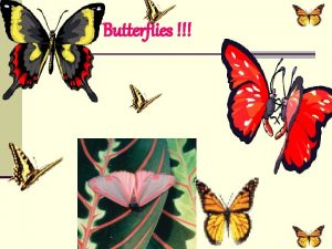 Butterflies green yellow white black pink blue Dark