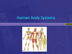 Human Body Systems Body Organization Cells are the