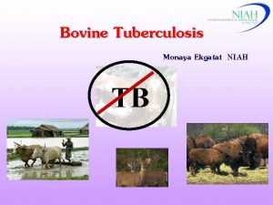 Bovine Tuberculosis Monaya Ekgatat NIAH TB Bovine Tuberculosis