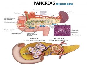 PANCREAS Mixocrine gland Head Body Tail Exocrine part